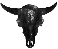 Bison Skull Image