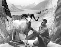 Dall Sheep Diorama at National Museum, Ottawa, Ontario  ©  Clarence Tillenius, Click for larger image