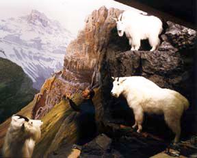 Rocky Mountain Goat Diorama at Provincial Museum, Edmonton, AB  ©  Clarence Tillenius, Click for larger image